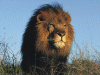 lion.gif (626113 bytes)