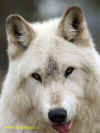 белый волк (13313 bytes)