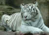 whitetiger.jpg (65887 bytes)